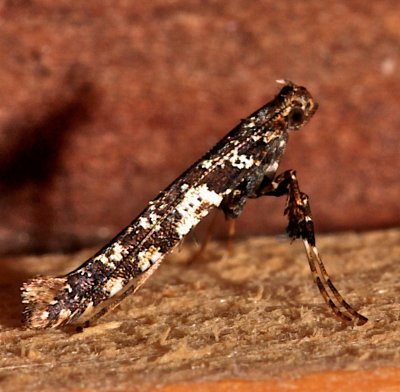 0637, Caloptilia serotinella  