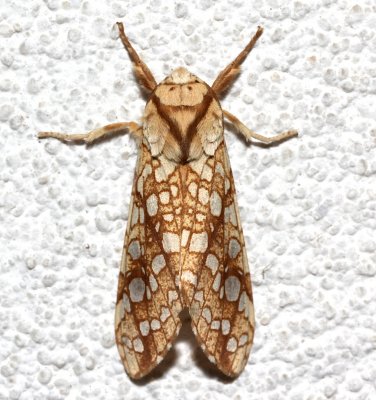 8211, Lophocampa caryae, Hickory Tussock Moth  