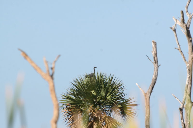 Little Blue Heron at Hatiguanico River Zapata Peninsula
