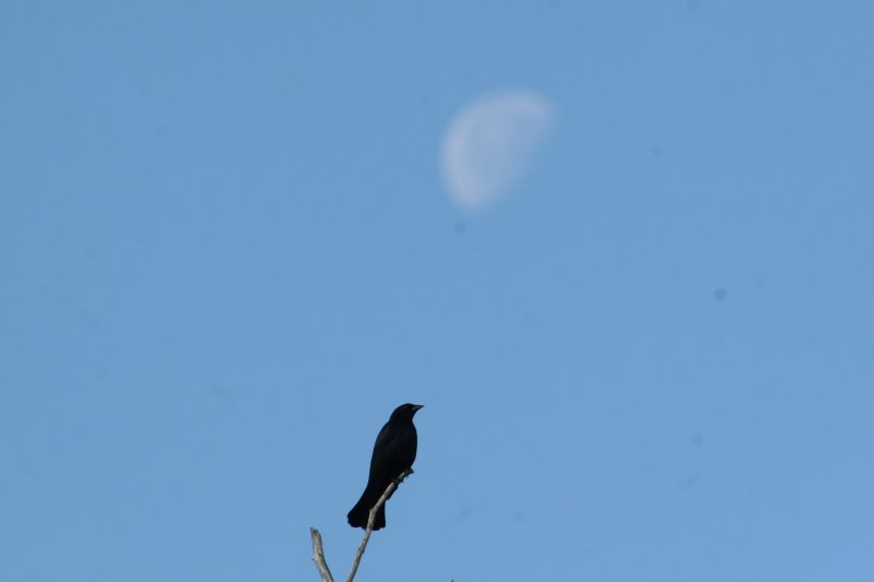 Cuban Blackbird at Hatiguanico River Zapata Peninsula