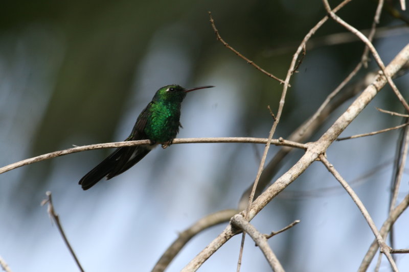 Cuban Emerald at Soroa Coffee Plantation