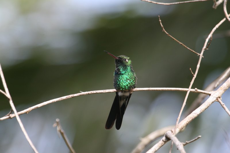 Cuban Emerald at Soroa Coffee Plantation