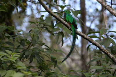 Resplendant Quetzal at Savegre