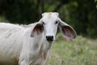 Cow near Tapanti