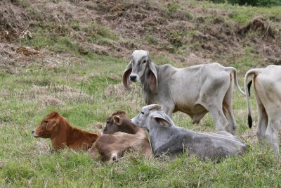 Cows near Tapanti