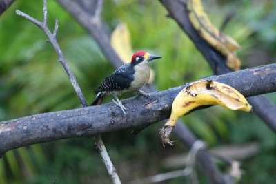 Black-Cheeked Woodpecker at Rancho Naturalista