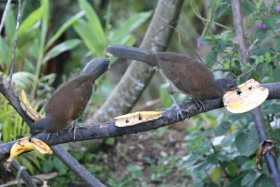 Gray-Headed Chachalacas at Rancho Naturalista