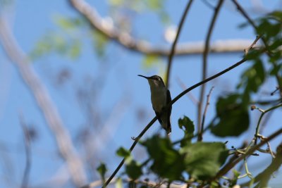 Bee Hummingbird near Refugio de Fauna Bermeja