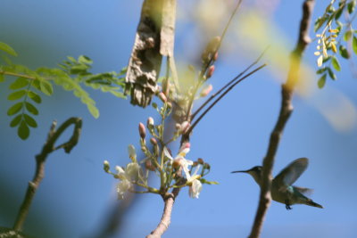 Bee Hummingbird near Refugio de Fauna Bermeja