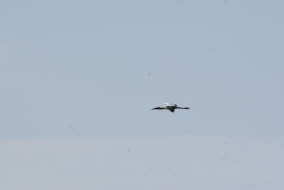 Wood Stork at Refugio de Salinas Zapata Peninsula