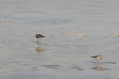 Greater & Lesser Yellowlegs at Refugio de Salinas Zapata Peninsula