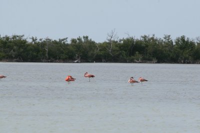Greater Flamingos at Refugio de Salinas Zapata Peninsula