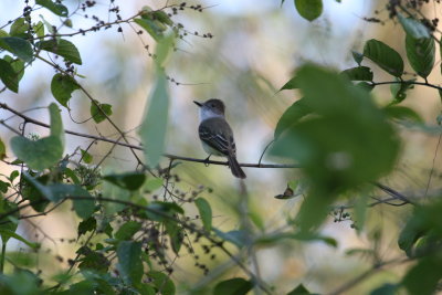 La Sagra's Flycatcher near Playa Largos Bay of Pigs