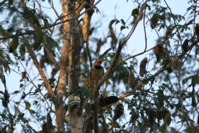 Northern Flicker near Playa Largos Bay of Pigs