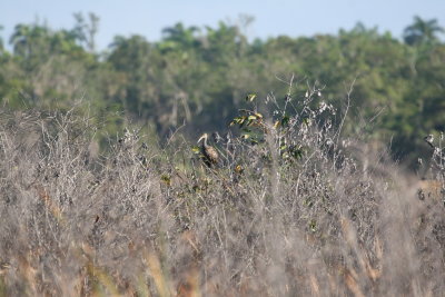Limpkin at Hatiguanico River Zapata Peninsula