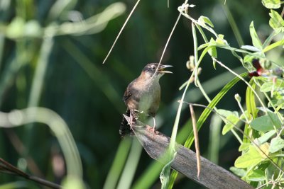 Zapata Wren at Hatiguanico River Zapata Peninsula