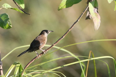 Zapata Wren at Hatiguanico River Zapata Peninsula