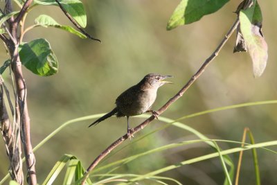 Zapata Wren at Hatiguanico River Zapata Peninsula