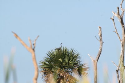 Little Blue Heron at Hatiguanico River Zapata Peninsula