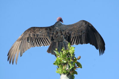 Turkey Vulture at Hatiguanico River Zapata Peninsula
