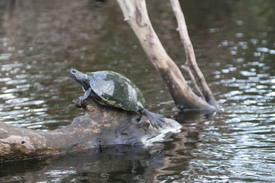 Snapping Turtle at Hatiguanico River Zapata Peninsula