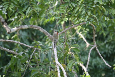 West Indian Woodpecker at Orchidarium Soroa