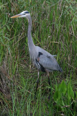Great Blue Heron at Anhinga Trail - Everglades NP