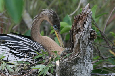 Anhinga Nest at Anhinga Trail - Everglades NP