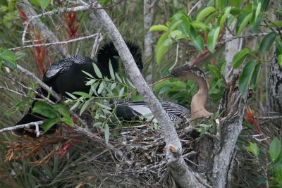 Anhinga Nest at Anhinga Trail - Everglades NP