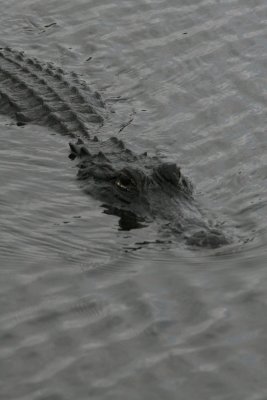 American Alligator at Anhinga Trail - Everglades NP