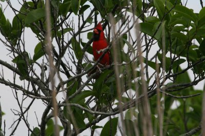 Northern Cardinal at Anhinga Trail - Everglades NP