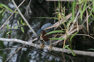 Green Heron at Anhinga Trail - Everglades NP