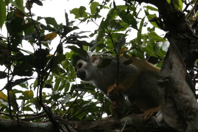 Squirrel Monkey - Sacha Lodge