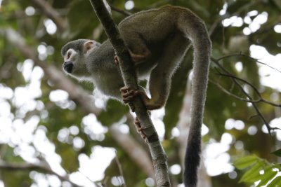 Squirrel Monkey - Sacha Lodge