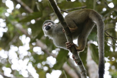 Squirrel Monkey - Sacha Lodge