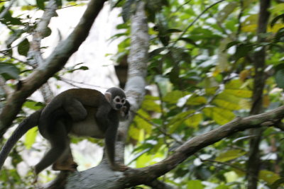 Squirrel Monkey with Baby - Sacha Lodge