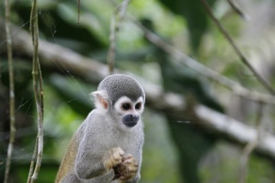 Squirrel Monkey - Sacha Lodge