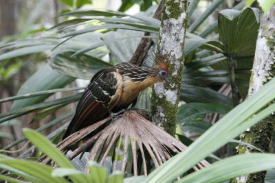 Hoatzin - Sacha Lodge