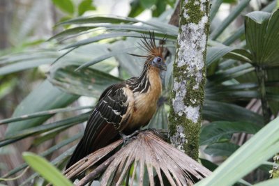 Hoatzin - Sacha Lodge