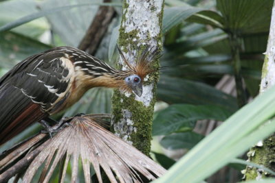 Hoatzin - Sacha Lodge