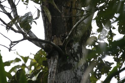 Owl (Night) Monkey - Sacha Lodge