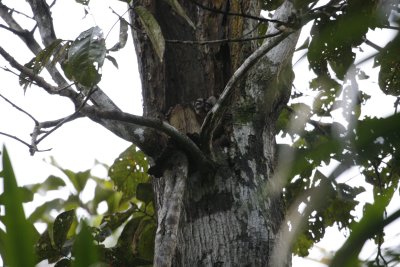 Owl (Night) Monkey - Sacha Lodge