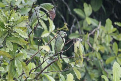 Yellow-crowned Amazons - Rio Napo