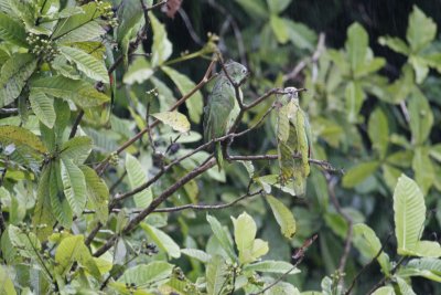 Yellow-crowned Amazons - Rio Napo