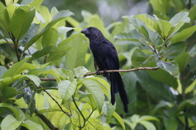 Smooth-billed Ani - Sacha Lodge
