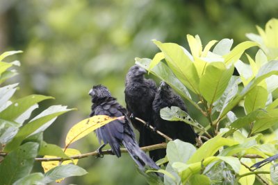 Smooth-billed Ani Fledglings - Sacha Lodge