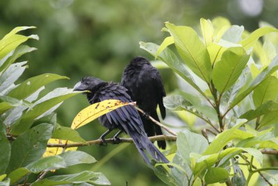 Smooth-billed Ani Fledglings - Sacha Lodge