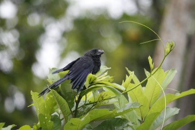 Smooth-billed Ani Fledgling - Sacha Lodge
