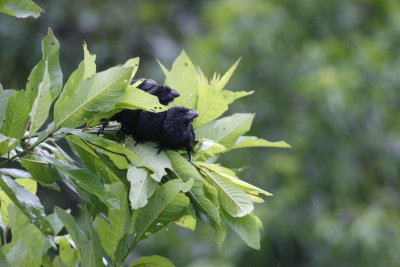 Smooth-billed Ani Fledglings - Sacha Lodge