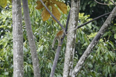 Squirrel Monkey - Sacha Lodge